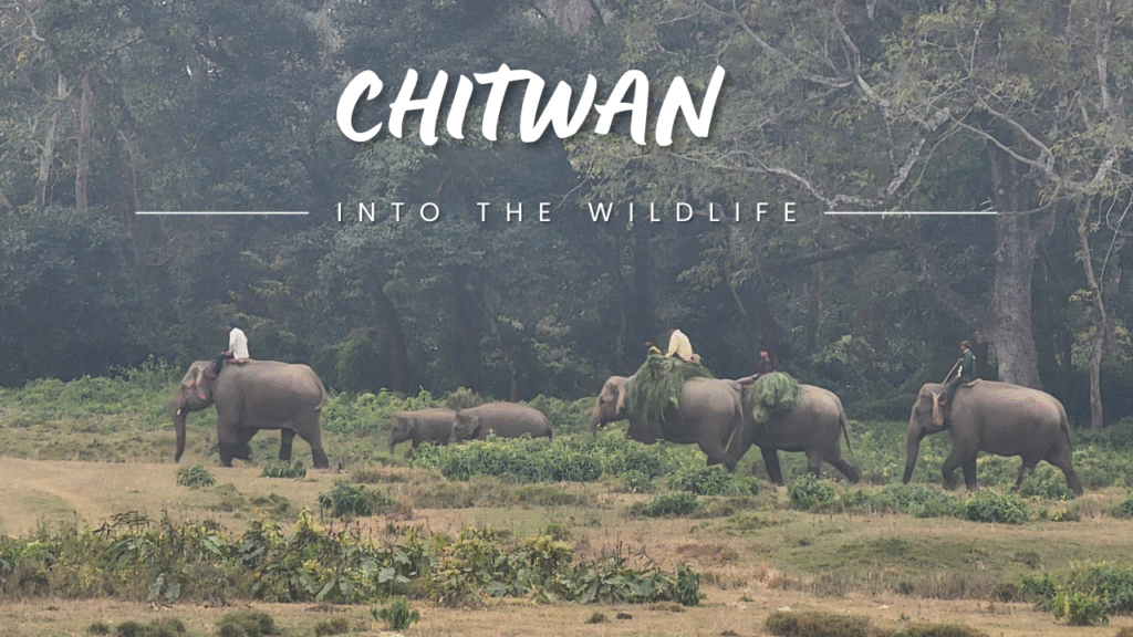 An exciting jungle safari in Chitwan, Nepal's UNESCO world heritage site.